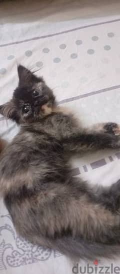 قطة هيمالايا عمر ٣ شهور بنت للبيع في الهرم 0