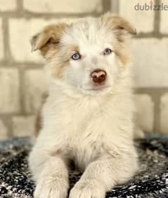 Border collie Male From Russia 0