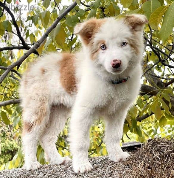 Border collie Male From Russia 1