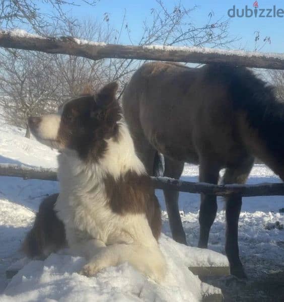 Border collie Male From Russia 5