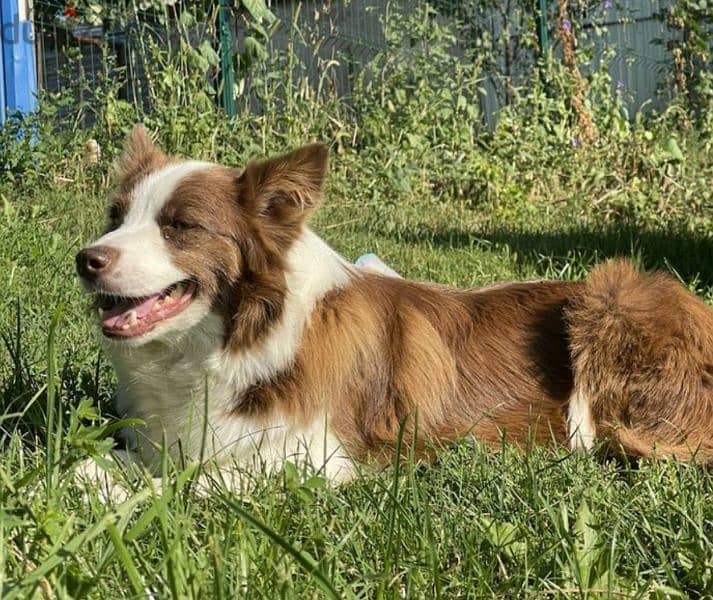 Border collie Male From Russia 12