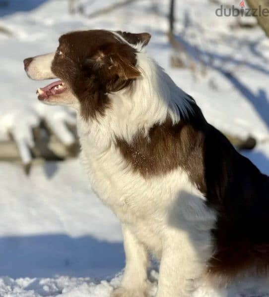 Border collie Male From Russia 14