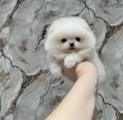 Mini Pomeranian From Russia 2 Months