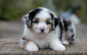 Australian shepherd Male From Russia With Fci documents