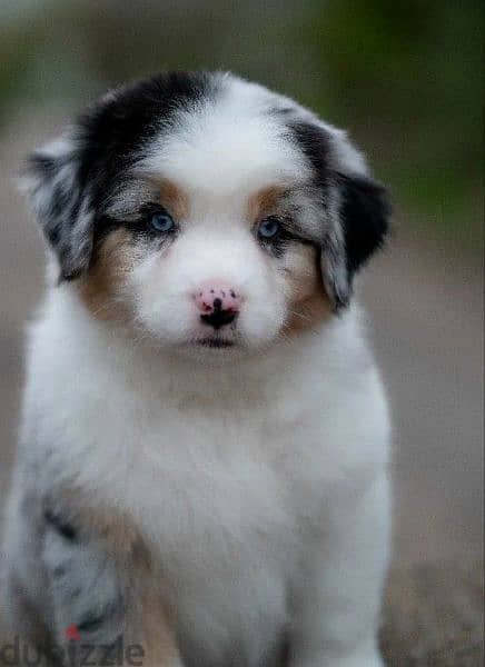 Australian shepherd Male From Russia With Fci documents 1