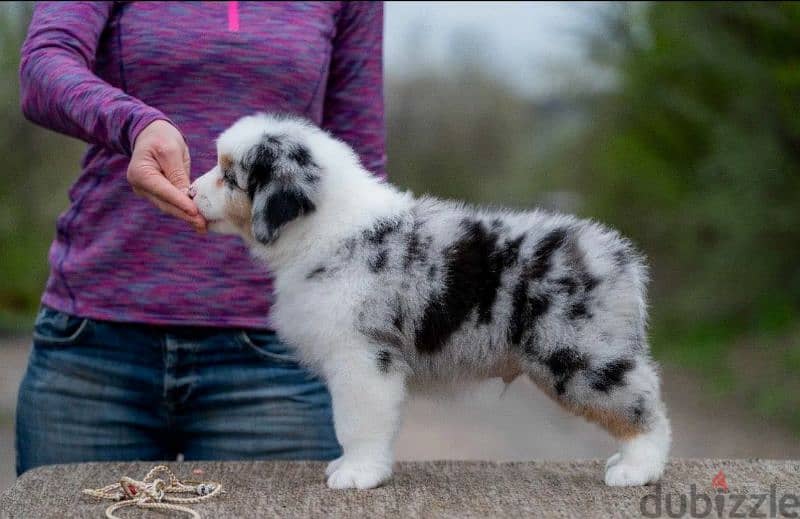 Australian shepherd Male From Russia With Fci documents 2