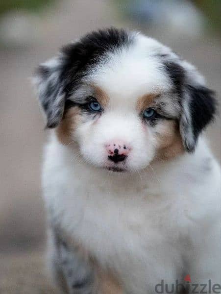 Australian shepherd Male From Russia With Fci documents 3