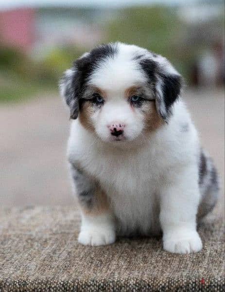 Australian shepherd Male From Russia With Fci documents 5