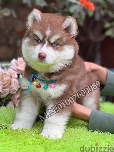 اجمل جراوي هاسكي وألاسكا ماليموت دباديب husky pure