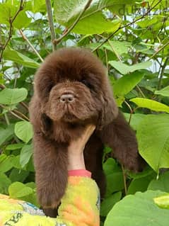 Newfoundland Female From Russia