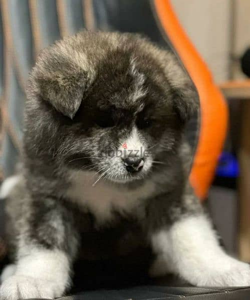 Japanese Akita Inu puppies From Russia 1