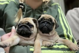 Pug puppy Male from Russia