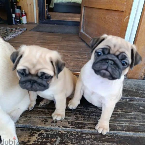 Pug puppy Male from Russia 2