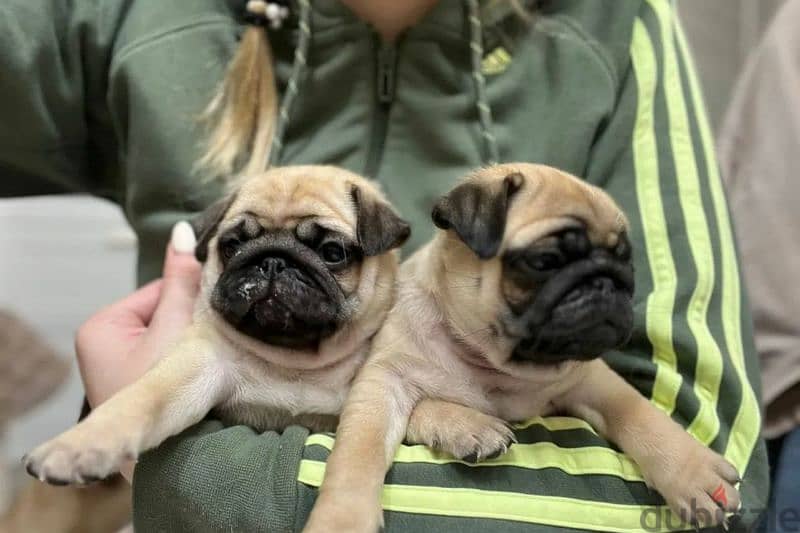 Pug puppy Male from Russia 3