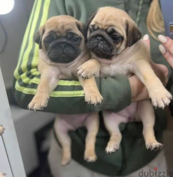 Pug puppy Male from Russia 4