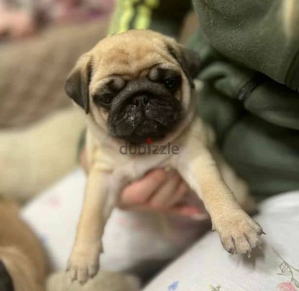Pug puppy Male from Russia 5