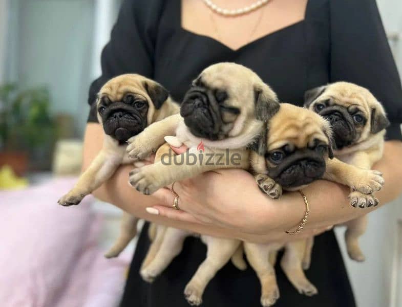 Pug puppy Male from Russia 6