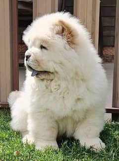 Chow Chow Male From Russia With FCI documents 0
