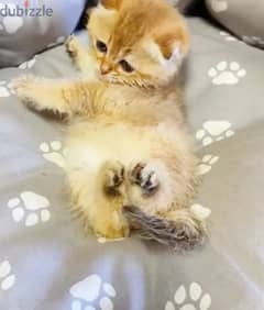 Scottish fold kitten Female From Russia