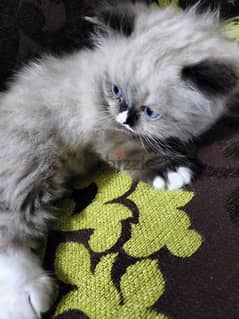 قطة راغدول بيور عيون زرقا