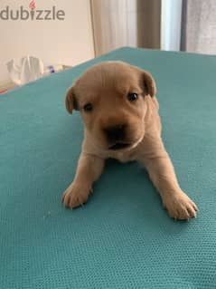 Labrador puppies for sale 0