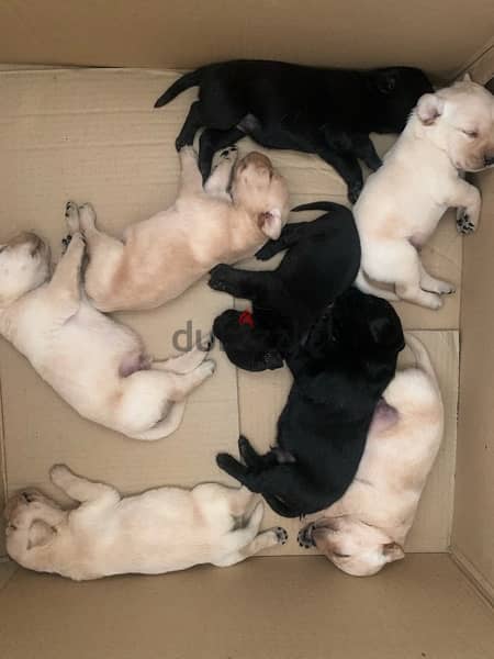 Labrador puppies for sale 1