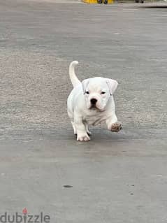 micro exotic bully 0