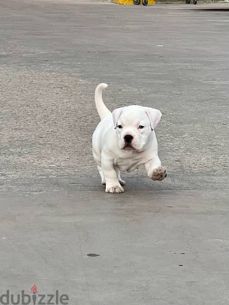 micro exotic bully 0