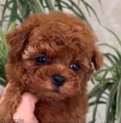 BEST TOY POODLE MALE