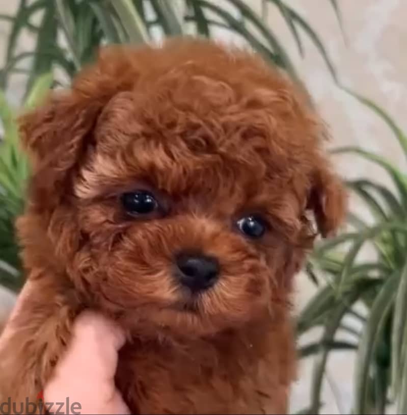 BEST TOY POODLE MALE 0