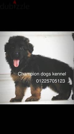 champion dogs kennel