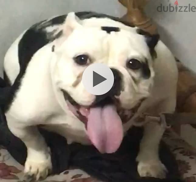 micro exotic bully 3