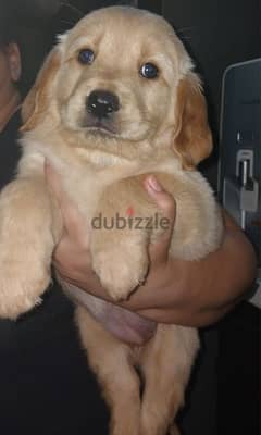 Golden Retriever puppy for sale جراوي جولدن ريتريفر بيور