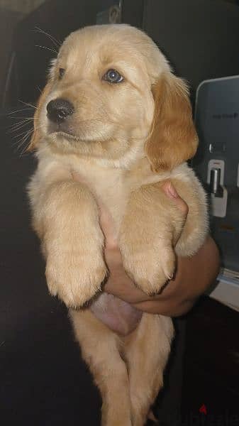 Golden Retriever puppy for sale جراوي جولدن ريتريفر بيور 1