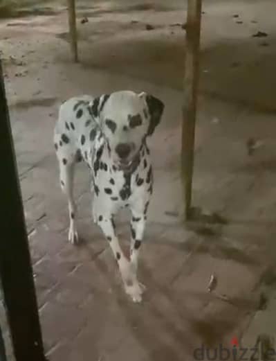 دلميشن  dalmatian