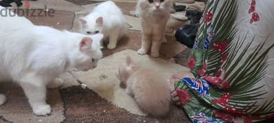 ٤ قطط للتبنى أنثى وثلاث ذكور