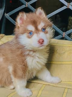 The most purest Husky male 100%/ كلب هاسكي بيور 0