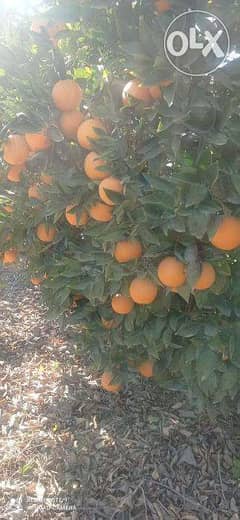 مزرعه برتقال صيفى مثمر للبيع ف بالنوباريه 0