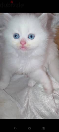 قطط شيرازي للبيع عمر 50 يوم