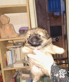 Pekingese dogs 55days for sale 0