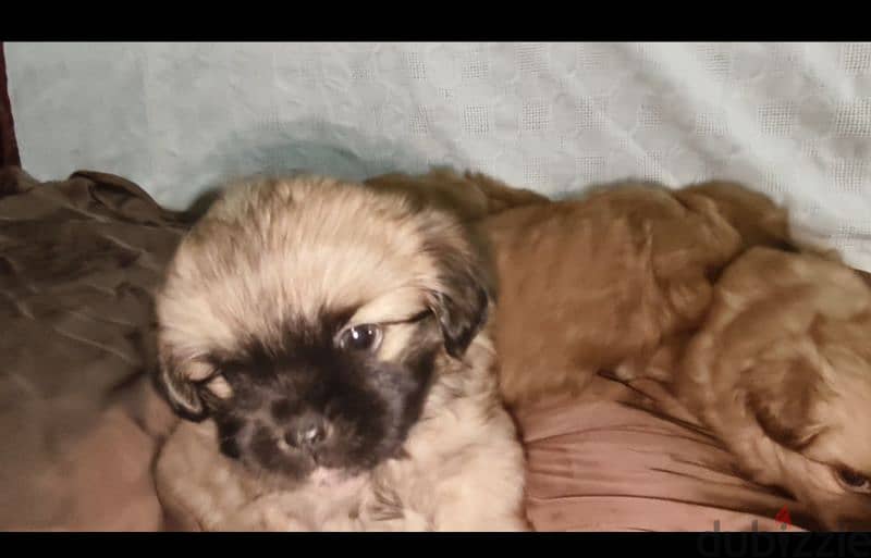 Pekingese dogs 55days for sale 1