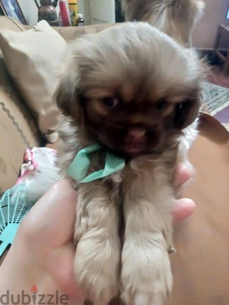 Pekingese dogs 55days for sale 2