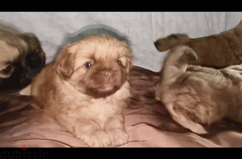 Pekingese dogs 55days for sale 3