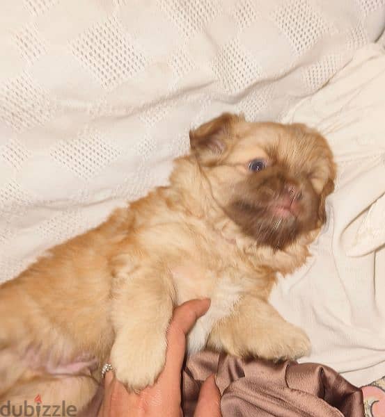 Pekingese dogs 55days for sale 4