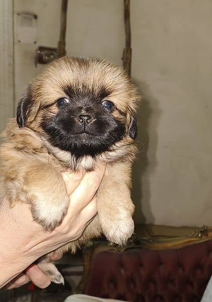 Pekingese dogs 55days for sale 5