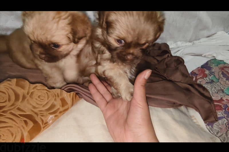 Pekingese dogs 55days for sale 6