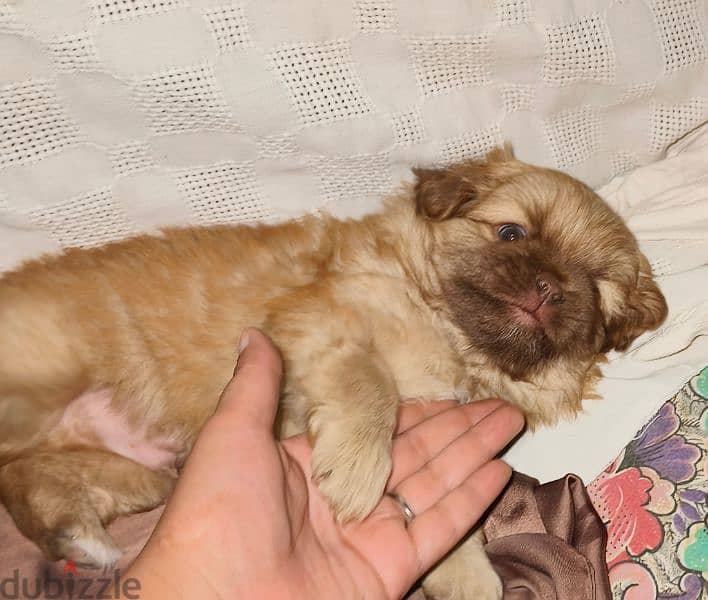 Pekingese dogs 55days for sale 7