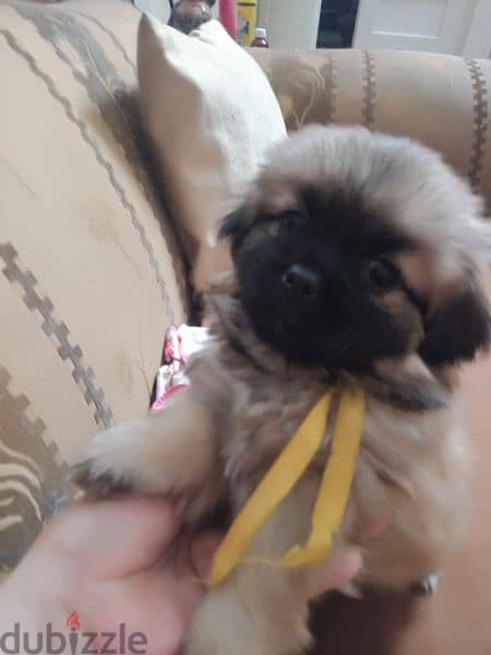 Pekingese dogs 55days for sale 8
