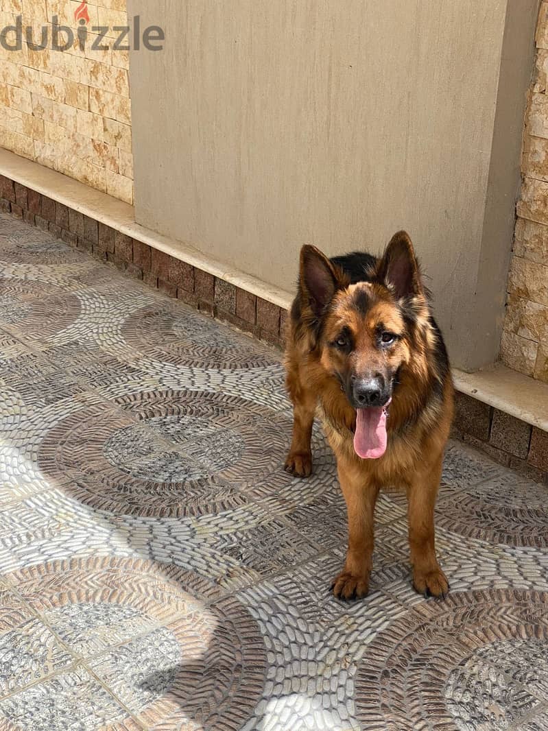 Imported male German Shepherd dog, 100% purebred 2