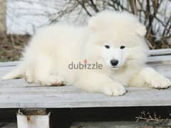 Samoyed puppies Males Documents FCI From Russia